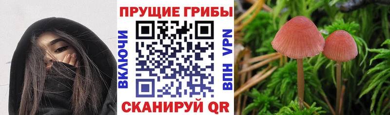 даркнет Telegram  Бердск  Галлюциногенные грибы прущие грибы 